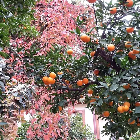 Citrus Garden Hotel Antalya
